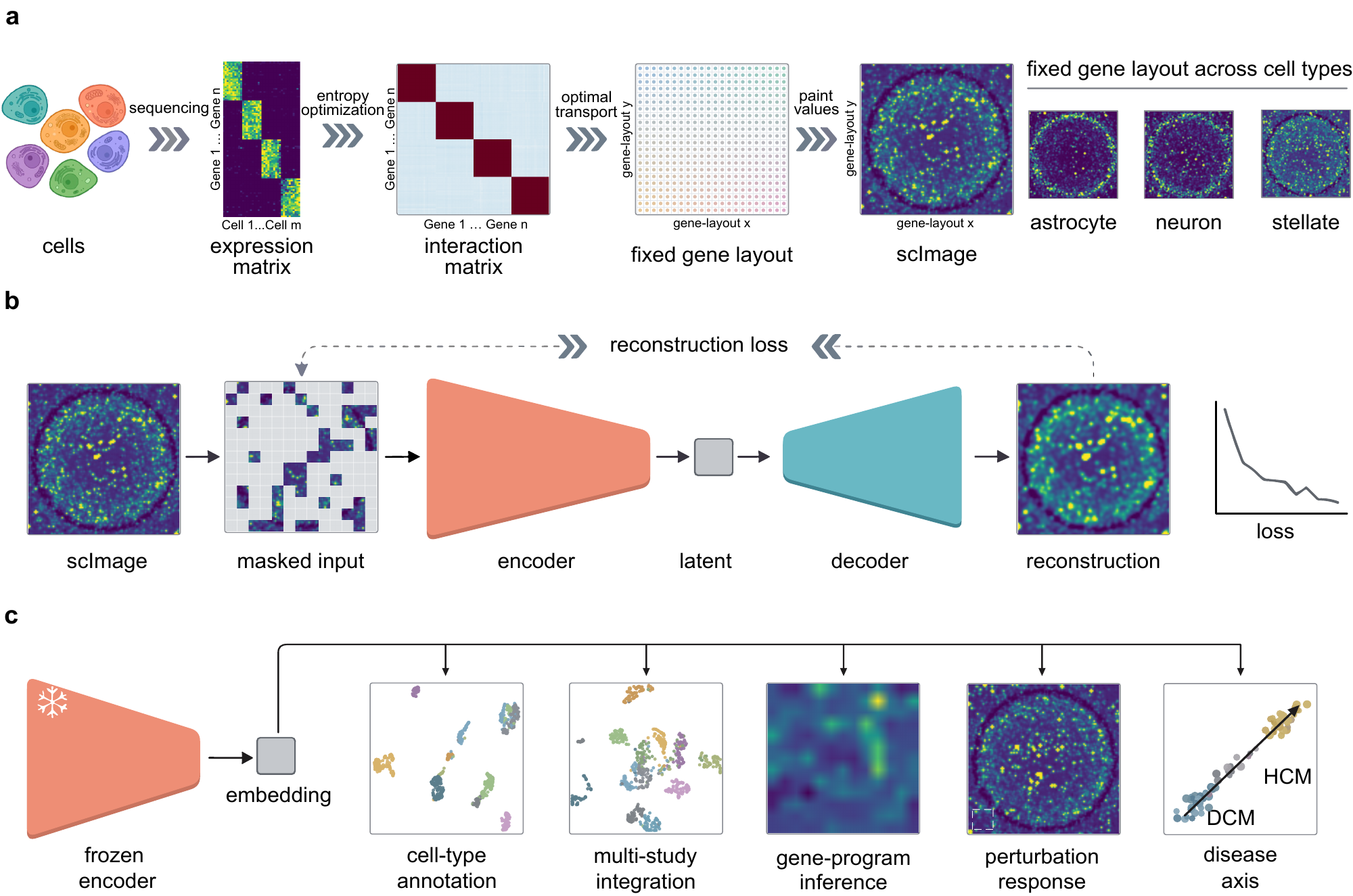 scVision overview: cells rendered as continuous images, a masked-autoencoder vision transformer, and the downstream tasks its frozen encoder supports.